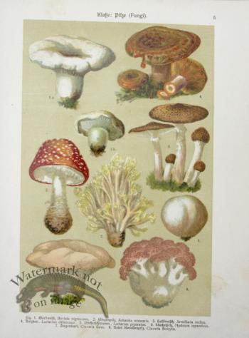 Botanical Atlas 1911 03